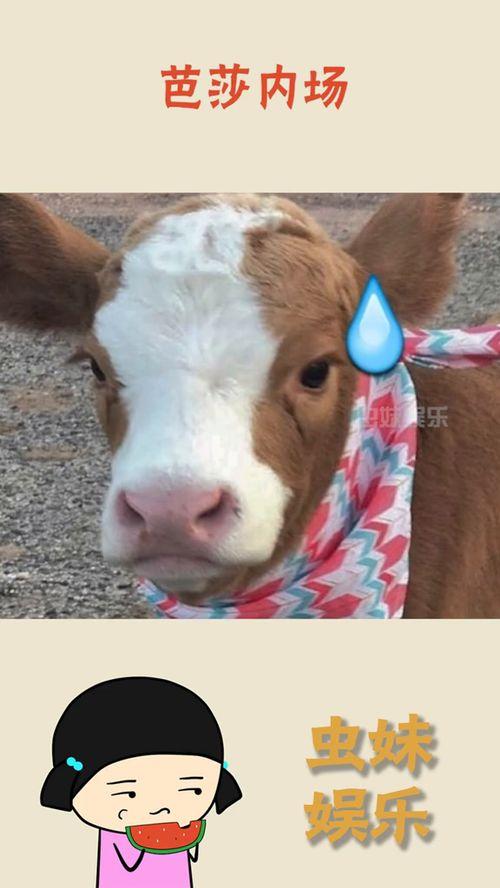 娱乐吃瓜酱鼻塞